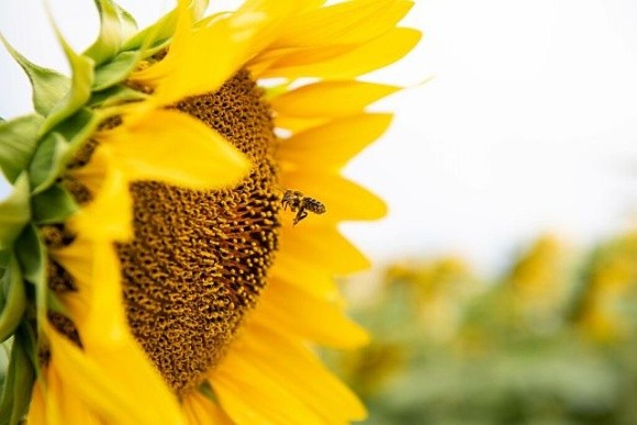 Плануємо сівозміну: після яких культур краще сіяти соняшник та кукурудзу фото, ілюстрація