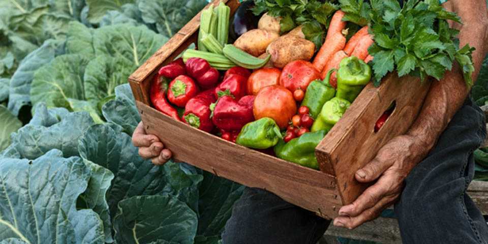 екологічних продуктів